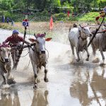 Độc đáo lễ hội đua bò chùa Rô