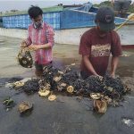 Xác cá voi với 6kg rác thải nhựa trong dạ dày trên bờ biển Indonesia