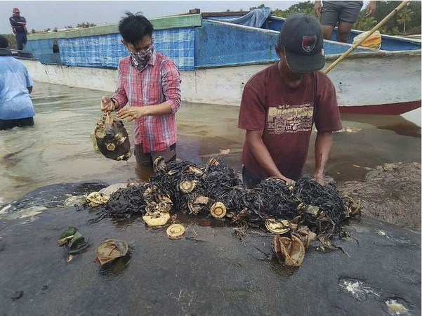 Xác cá voi với 6kg rác thải nhựa trong dạ dày trên bờ biển Indonesia