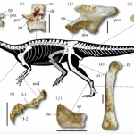 Hoá thạch khủng long cổ dài hông thằn lằn kỷ Creta 66 triệu năm trước