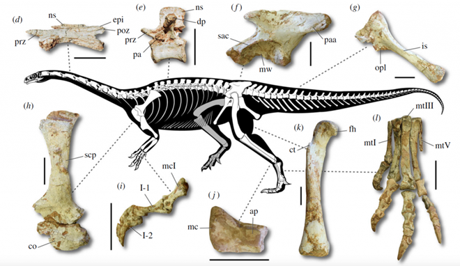 Hoá thạch khủng long cổ dài hông thằn lằn kỷ Creta 66 triệu năm trước