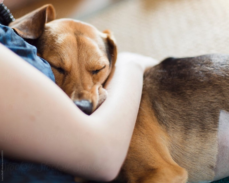 Hình ảnh chó ôm sẽ làm bạn cảm thấy ấm áp và yêu đời hơn. Xem đó là một chú chó tuyệt vời, luôn sẵn sàng để ôm ai đó khi họ cần đến sự ủng hộ và tình yêu.