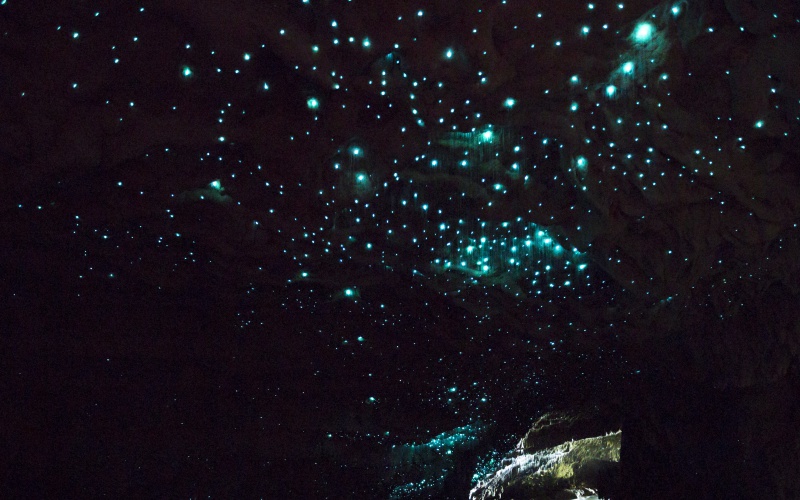 Khung cảnh như lạc vào dải ngân hà ở hang động Waitomo, nơi sinh sống của hàng triệu chú đom đóm.