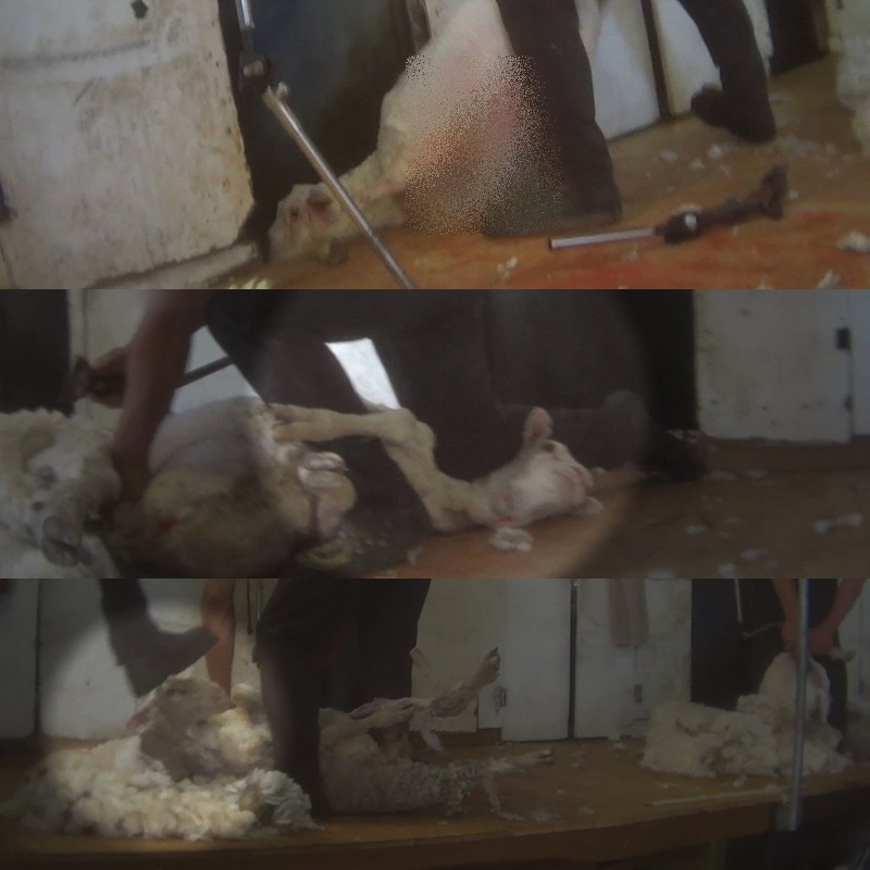 Hình ảnh trích từ video ghi lại toàn cảnh lấy lông cừu đầy bạo lực. Hầu hết các con cừu đều bất lực, phản kháng một cách yếu ớt trước những cú đấm, đạp vào đầu liên tục.