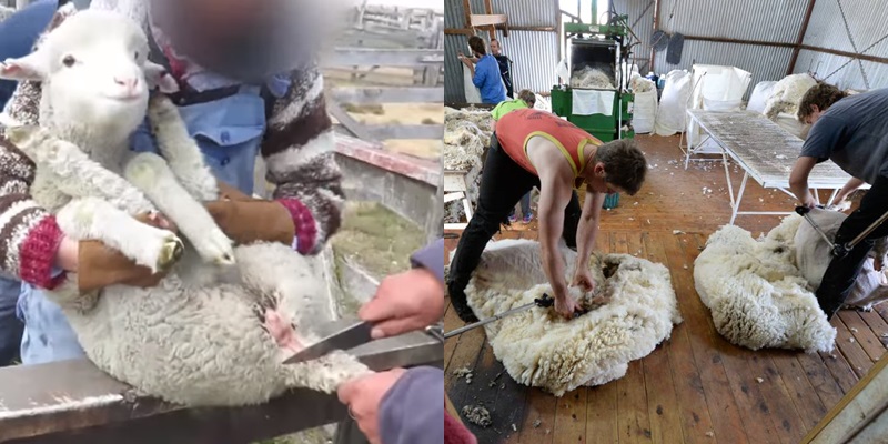 Vốn dĩ đuôi của cừu rất dài nhưng vì để đảm bảo vệ sinh cho lông tránh bị dấy bẩn bởi chất thải, đuôi của chúng sẽ bị cắt.