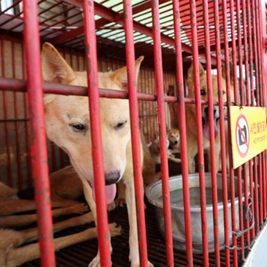 Chính thức đóng cửa khu chợ thịt chó lớn nhất Hàn Quốc