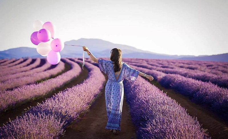 Hè này bạn đã kịp "check-in" những thiên đường hoa Lavender màu tím? - Tạp  chí Đẹp