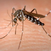 Singapore cảnh báo về mức độ trầm trọng của dịch sốt xuất huyết