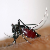 Kiểm soát ‘dân số’ loài muỗi… bằng cách làm vô sinh muỗi đực
