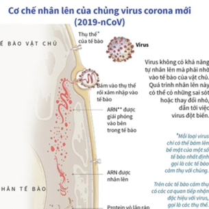 [Infographics] Cơ chế nhân lên của chủng virus 2019-nCoV