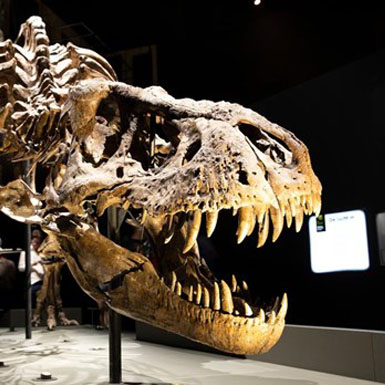 Phát hiện hóa thạch ‘quái vật’ săn mồi 70 triệu năm tuổi ở Argentina