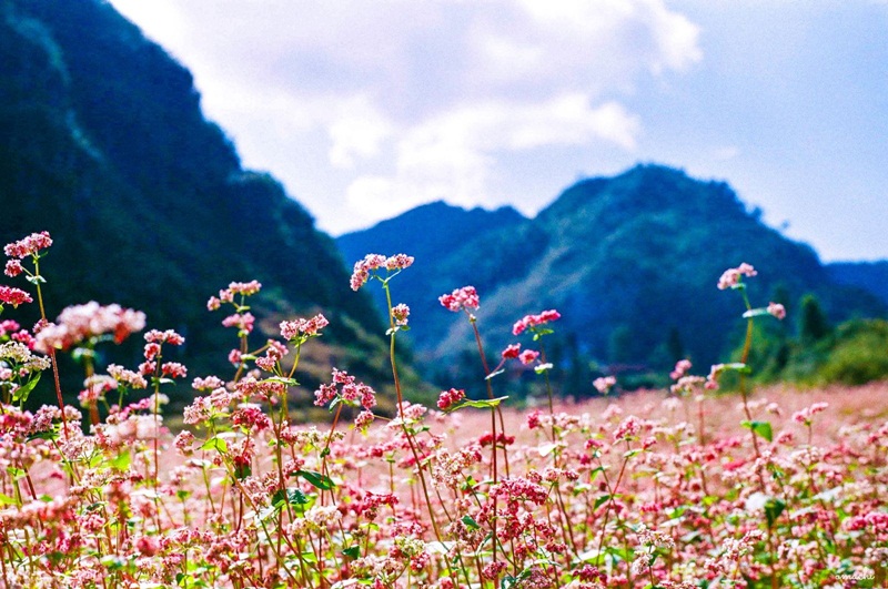 Sở hữu những bức ảnh nghìn likes tại 5 điểm săn hoa đẹp nhất Việt Nam