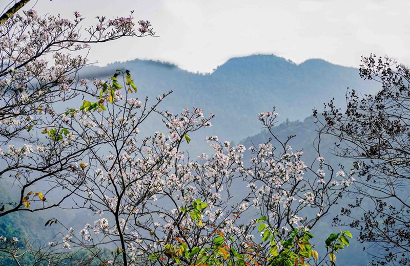 Điện Biên: Ngắm hoa ban bung nở trên núi rừng Tây Bắc - Tạp chí Đẹp