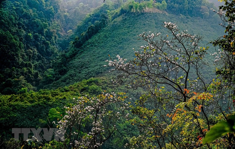Điện Biên: Ngắm hoa ban bung nở trên núi rừng Tây Bắc
