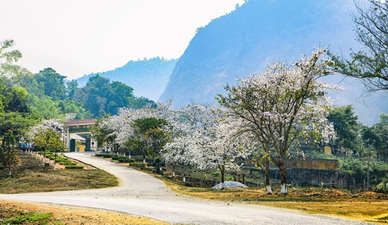 Điện Biên: Ngắm hoa ban bung nở trên núi rừng Tây Bắc