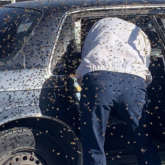 Vào siêu thị 10 phút, người đàn ông bị 15.000 con ong ”chiếm” xe ôtô