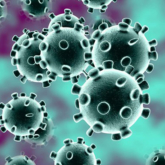 WHO xác nhận khả năng lây virus SARS-CoV-2 từ người sang động vật