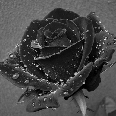 Sắc màu cuộc sống: “Giải cứu” hoa hồng đen quý hiếm