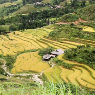 Hình ảnh sắc vàng phủ kín ruộng bậc thang ở vùng cao Hà Giang