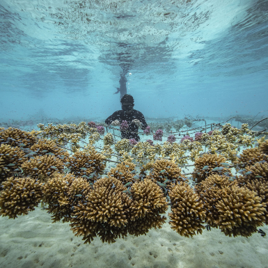 ROLEX hỗ trợ những người bảo vệ đại dương với sứ mệnh giải cứu san hô thông qua Chương trình Hành tinh Vĩnh Cửu