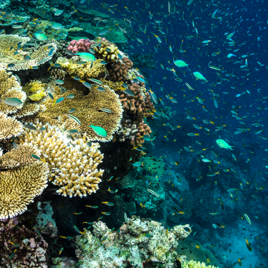 Quỹ Tiffany & Co. vượt mốc tài trợ 100 triệu USD cho các hoạt động bảo vệ môi trường biển