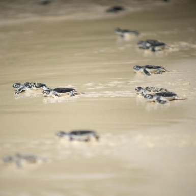 Chương trình “Save Turtles Run – Chạy Bộ Vì Rùa Biển 2023” chính thức khởi động