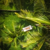 “Chill” hè thảnh thơi tại khu vườn nhiệt đới có 1114 cây dừa